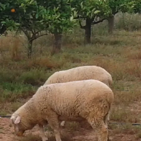 Tapada Dos Machados * Donalda